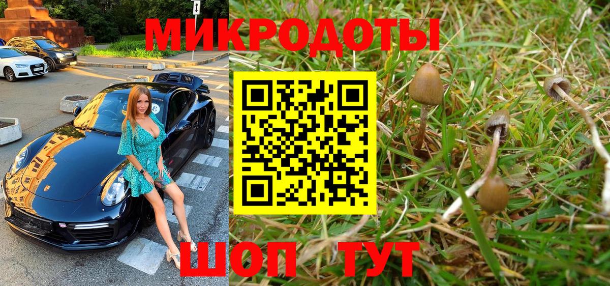 Псилоцибиновые грибы Psilocybe Кашира